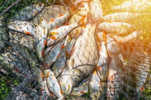 List Building 101: Or, Fishing (the Right Way) for Dollars
