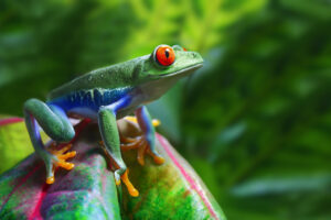 Eat That Frog: Why We Procrastinate and What to Do About It
